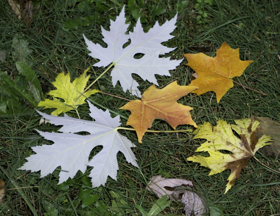 Foliage fall leaves