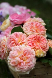 Pink rose rose blooms blossom