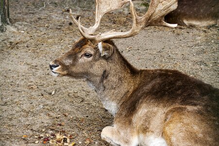 Brown cuckold antlers