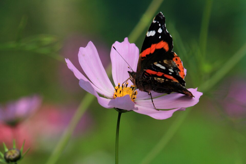 Colorful closeup macro