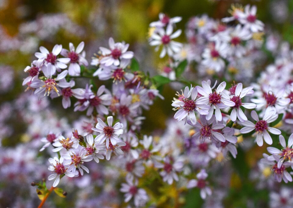 Aster symphyotrichum cordifolium asteraceae