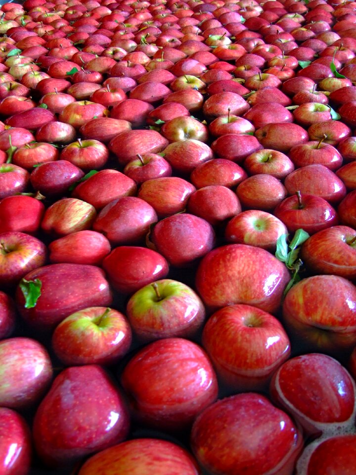 Red apple nature eat
