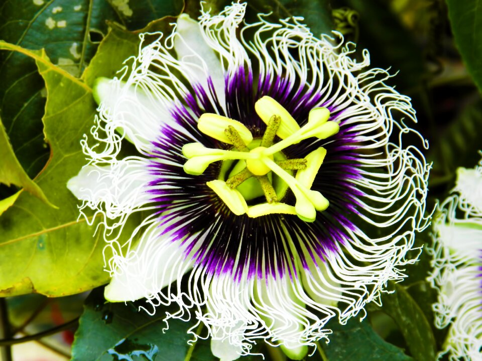 Flowers beauty green