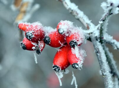 Nature red frost