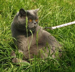 Pet lead walk