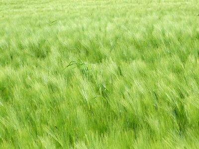 Countryside plant environment
