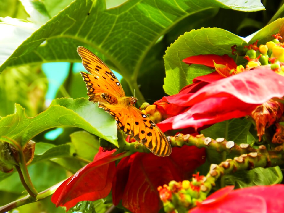Nature flowers insect