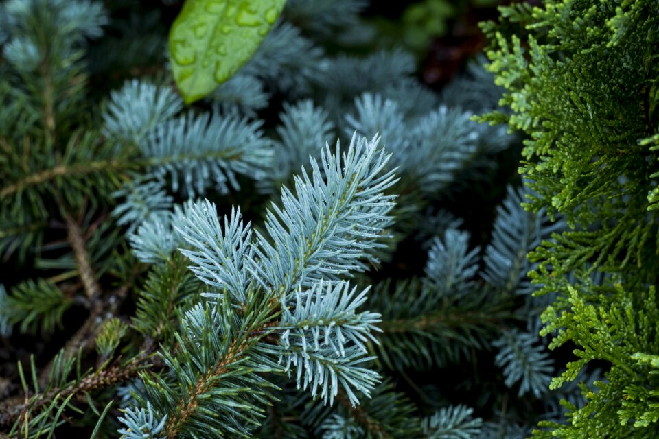 Plant summer pine