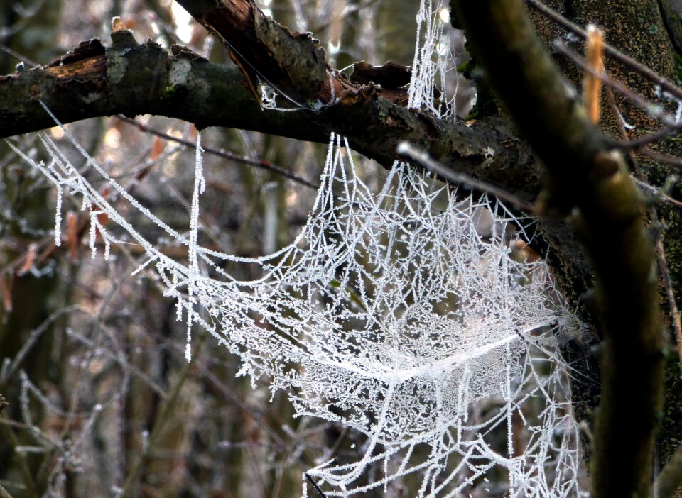 Frost winter cold