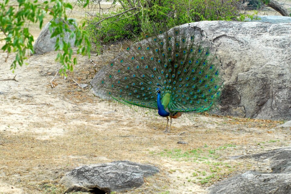 Peacock safari travel