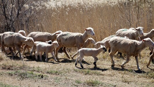 Sheep lambs animals photo