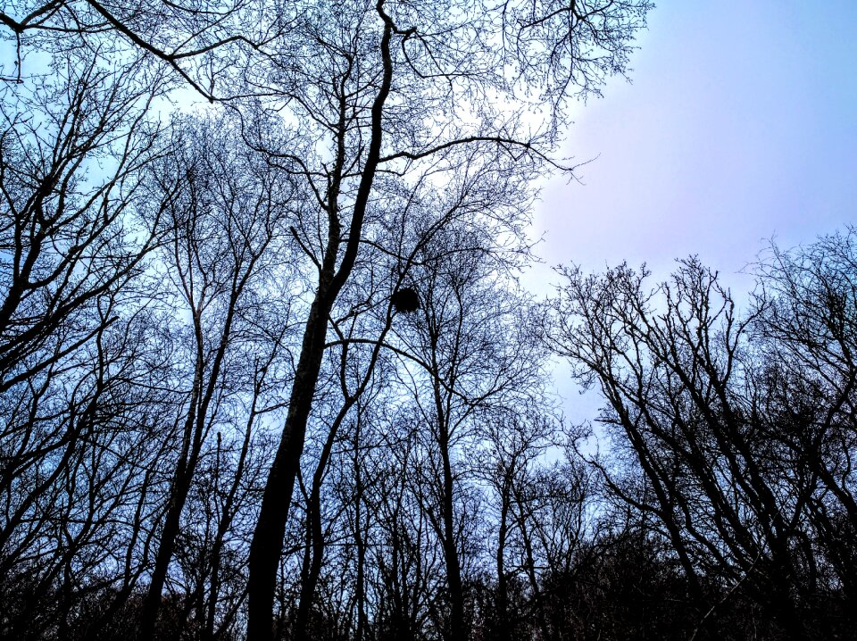 Woods forest shadow