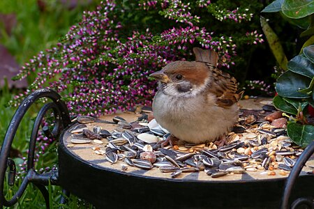 Bird young foraging