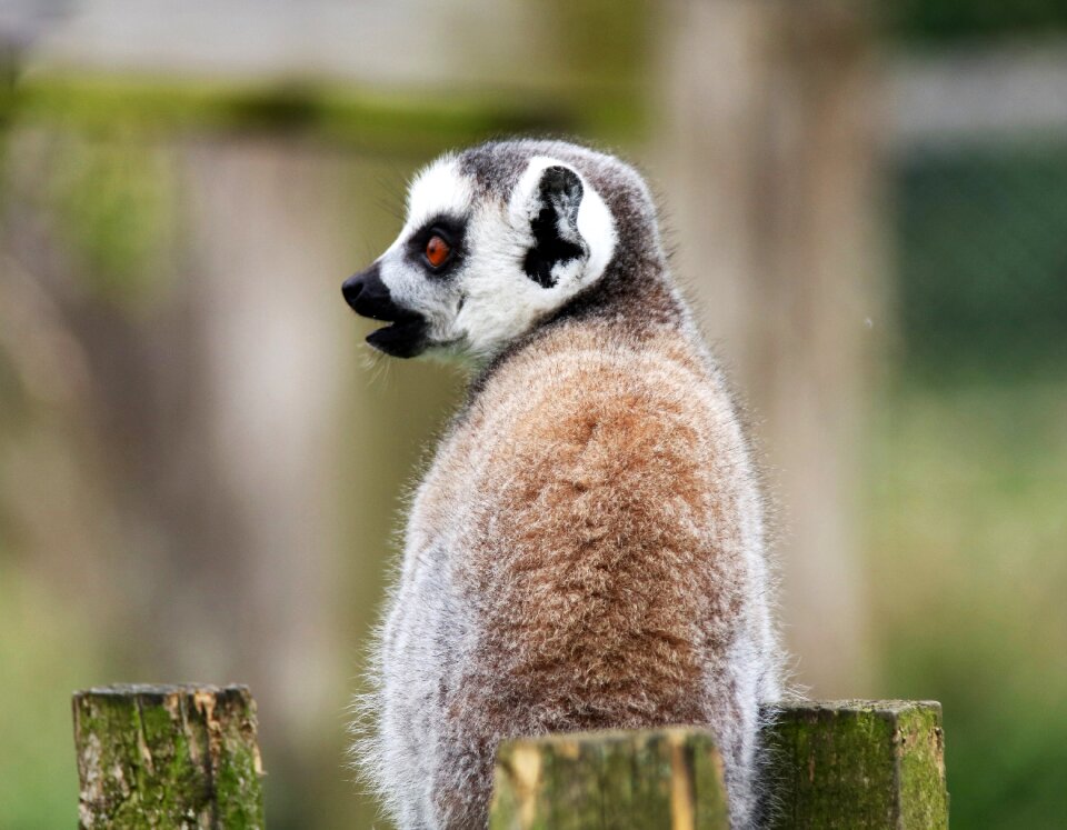 Animal wild mammal