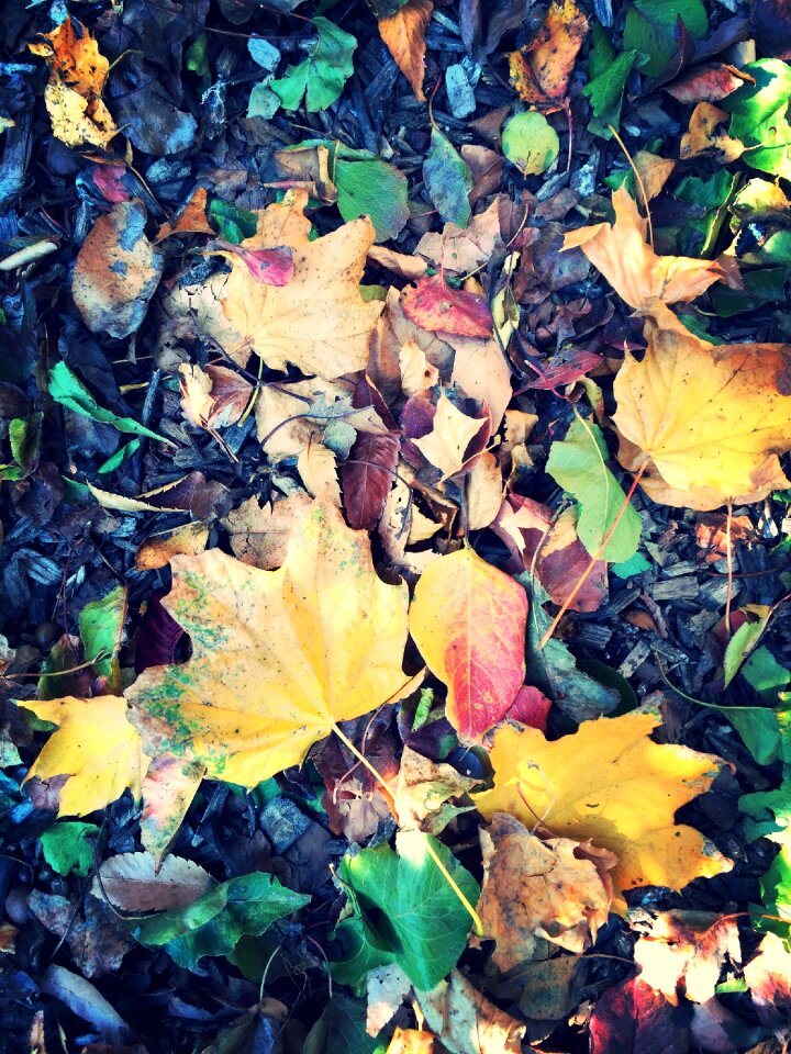 Maple fall nature
