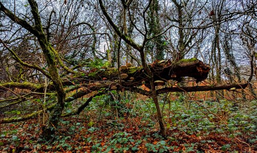 Fungus nature fall