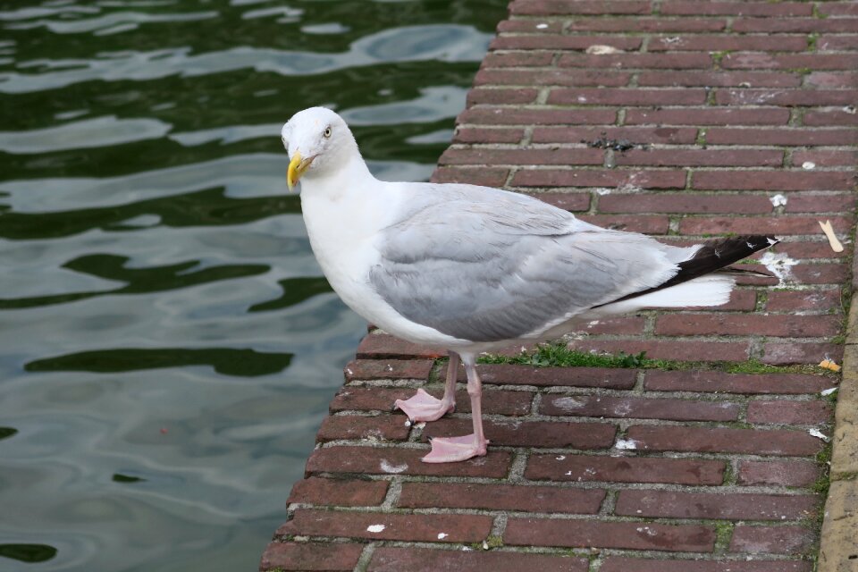 Birds animal sea bird