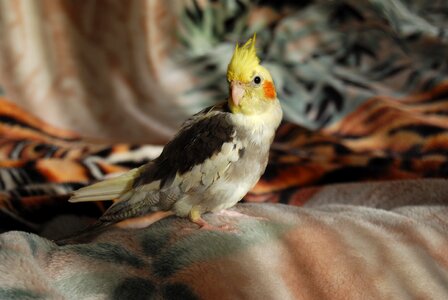 Bird papużka pet