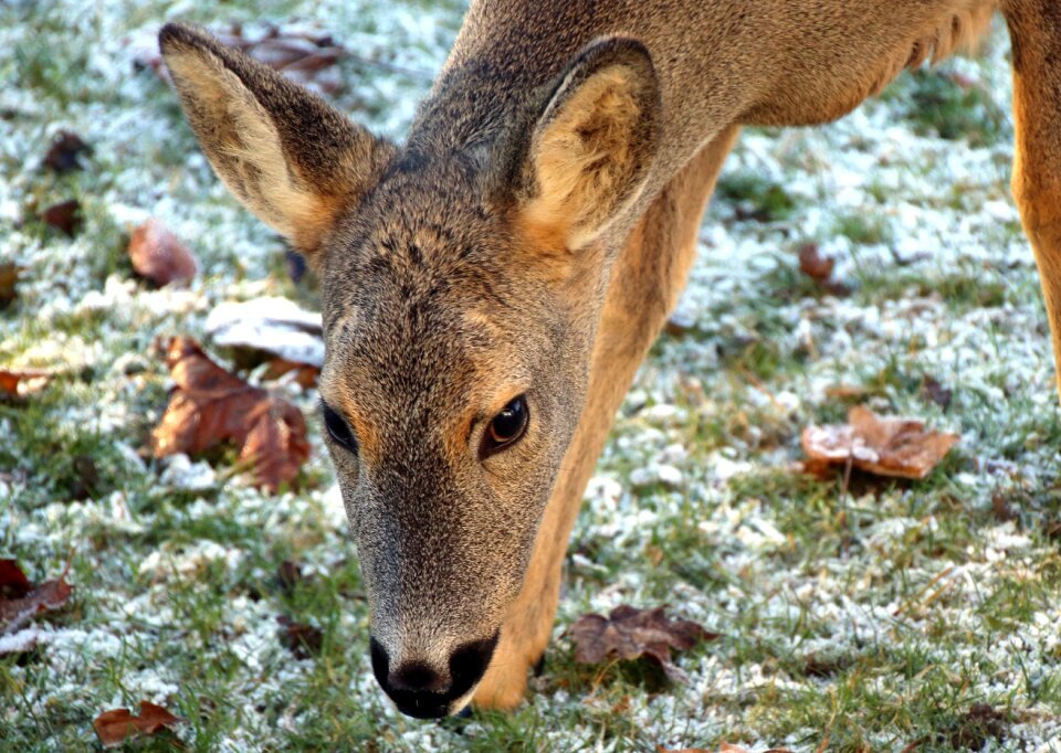 Forest animal mammal