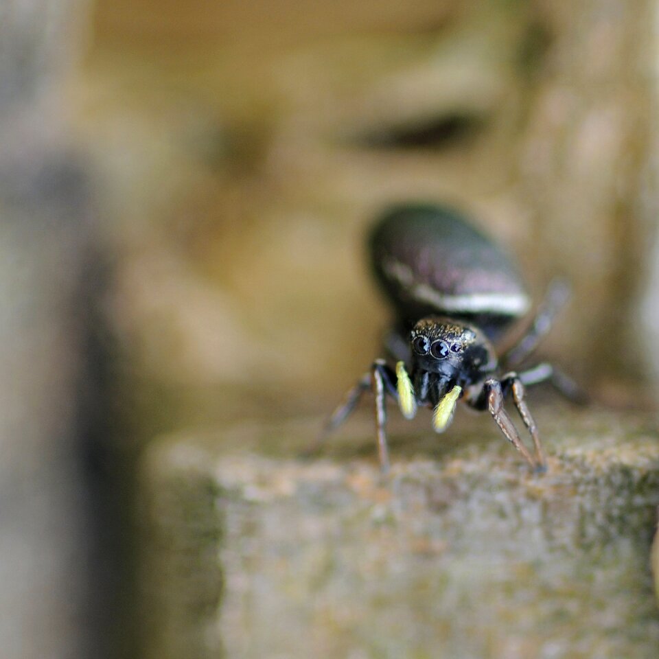Spider macro cheerleader