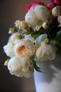 Bloom open rose roses