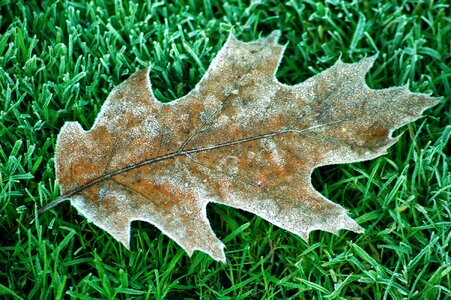 Oak leaves frozen hoarfrost photo