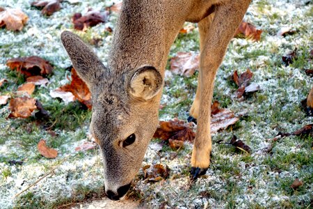 Forest animal mammal