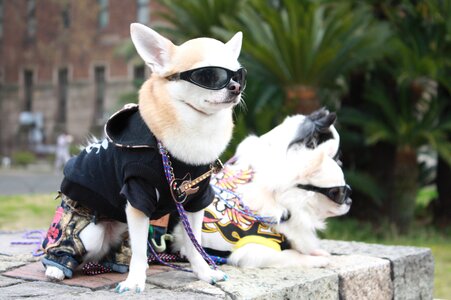 Japan model dog