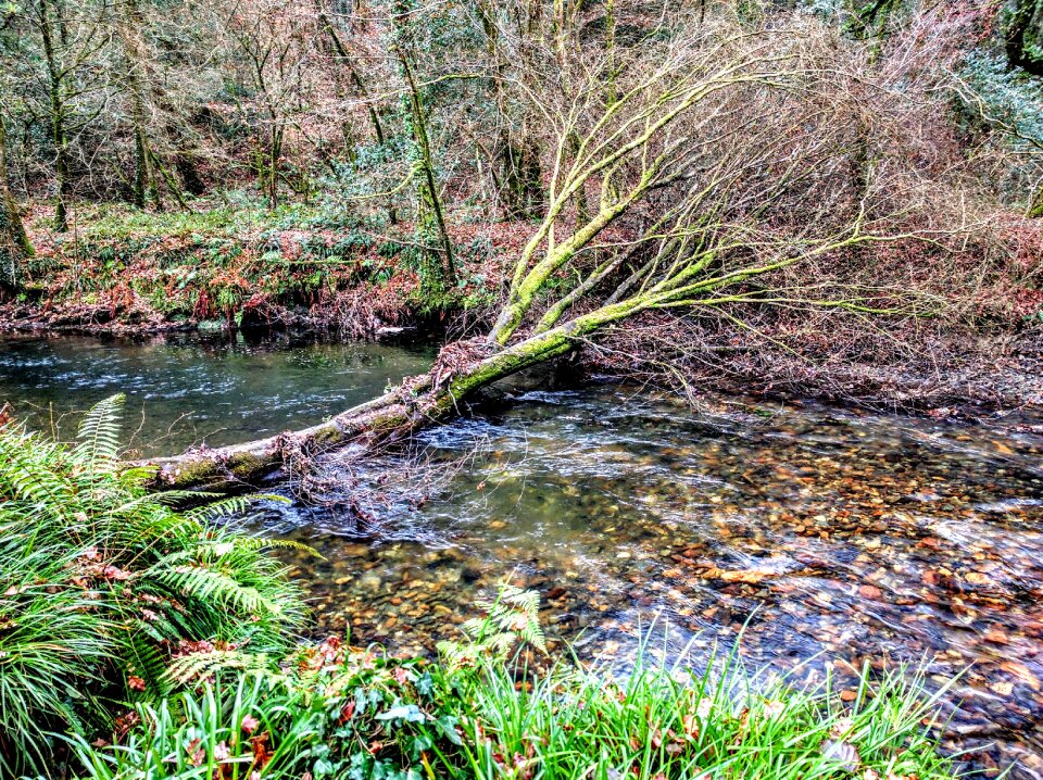 Woods woodland forest photo