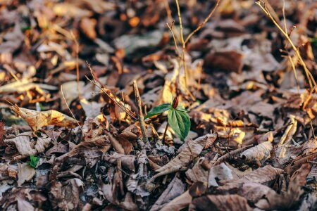 Leaves forest nature