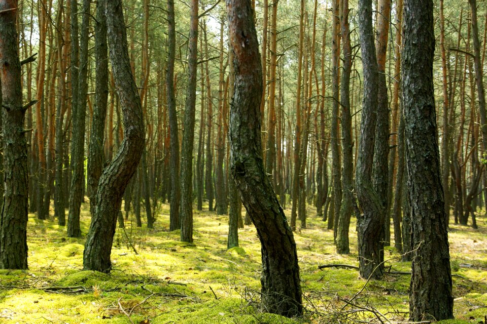 View foliage green