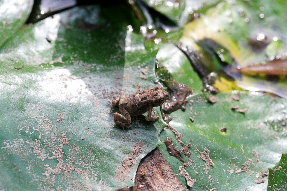 Water amphibian curious