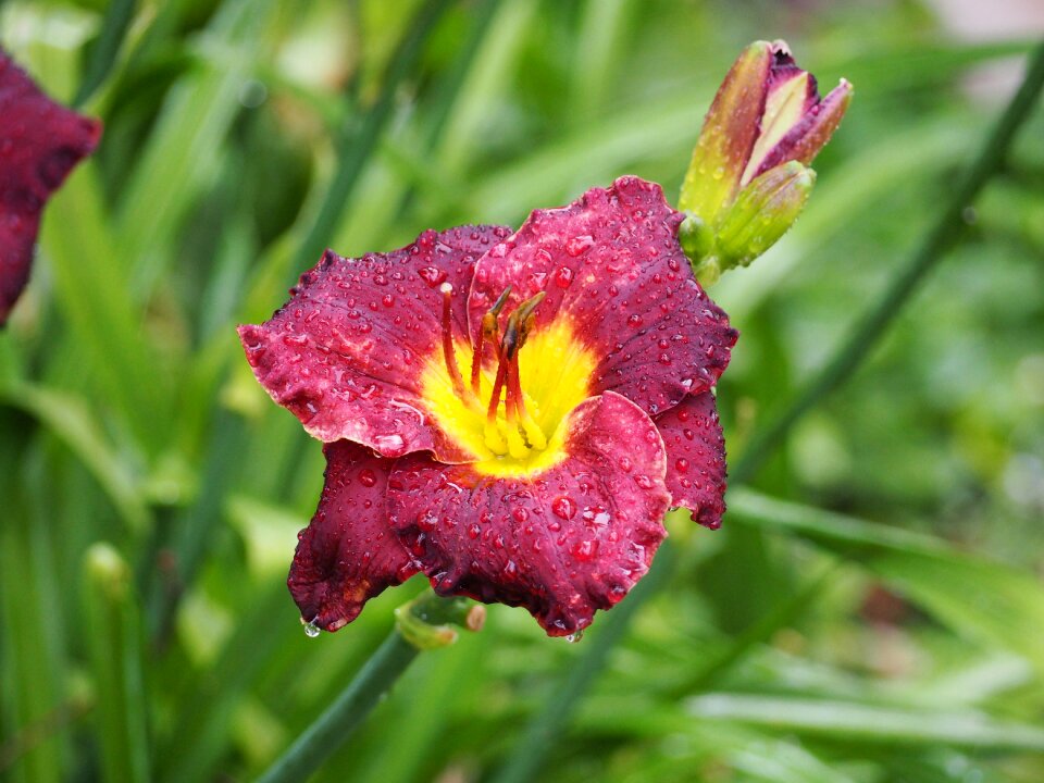 Purple yellow plant