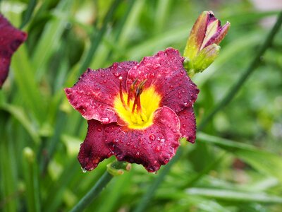 Purple yellow plant