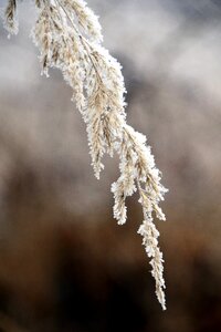 Cold frost ice photo
