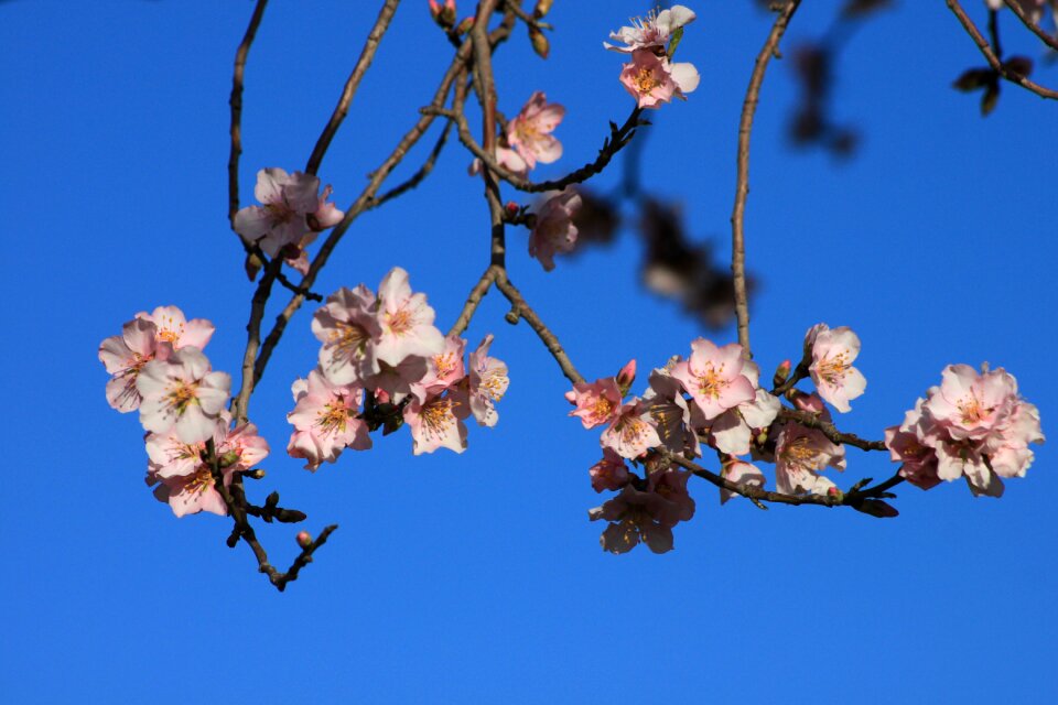 Flowers almond tree