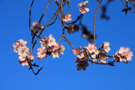Flowers almond tree