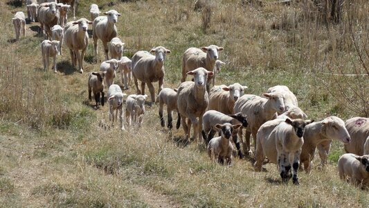 Sheep lambs animals photo