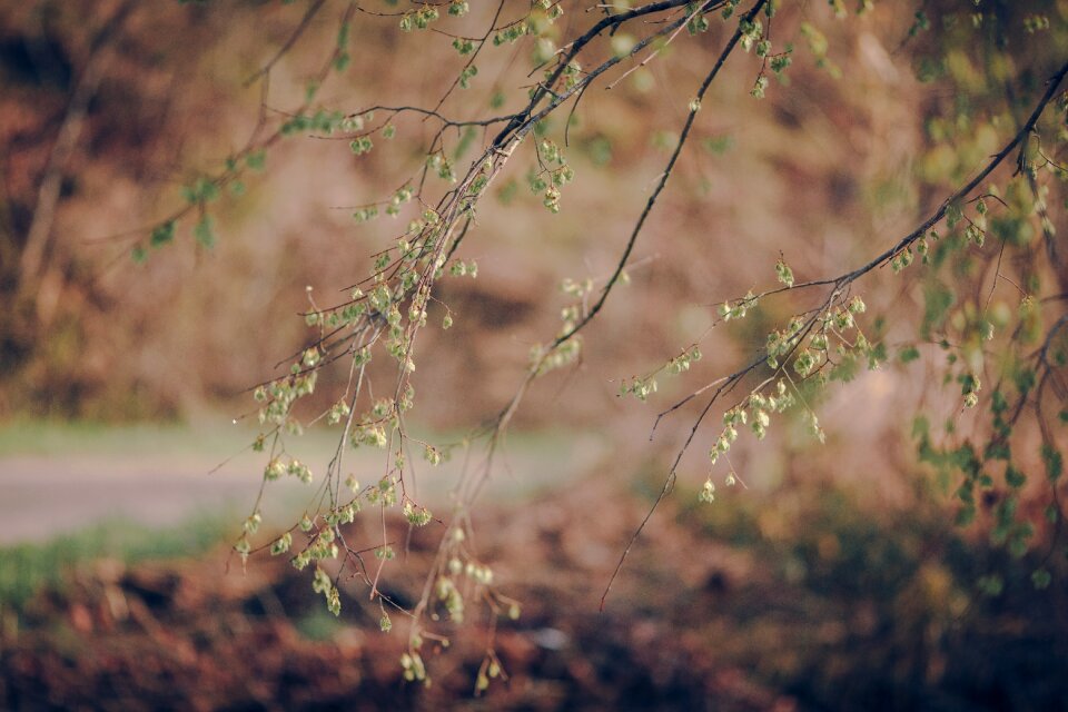 Nature forest landscape