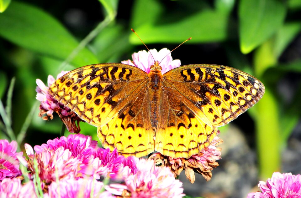 Insect nature wings