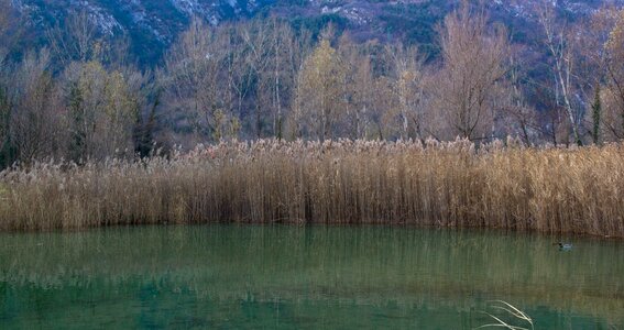 Wild green landscape