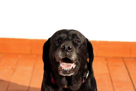 Dog black pet