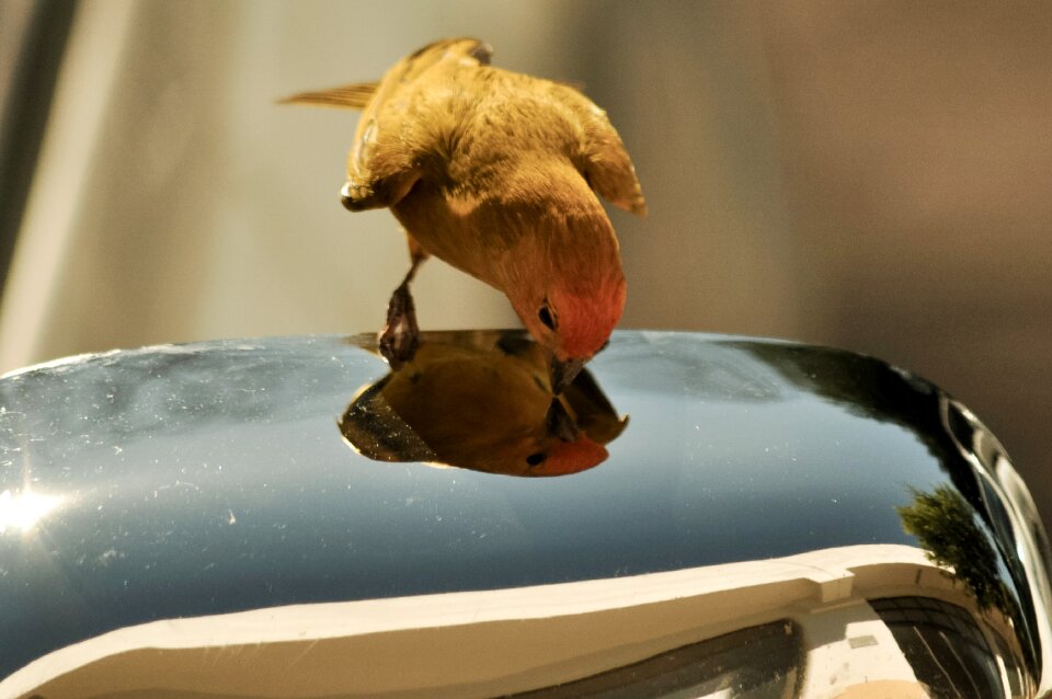 Brazil bird nature