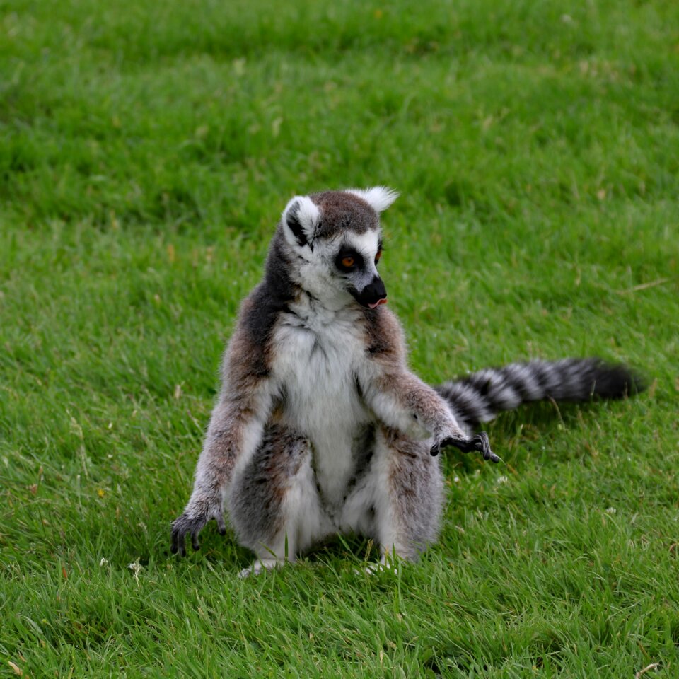 Wildlife mammal primate