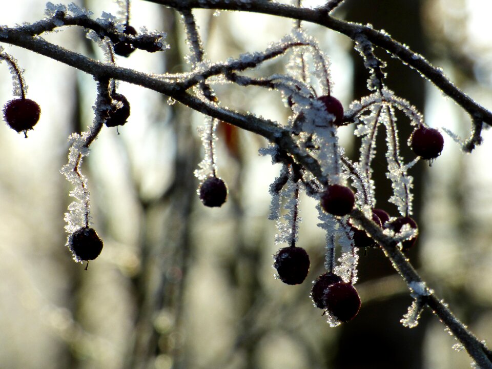 Winter nature plant