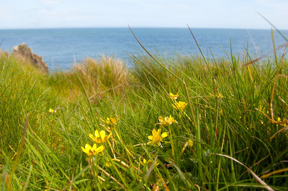 Summer nature landscape
