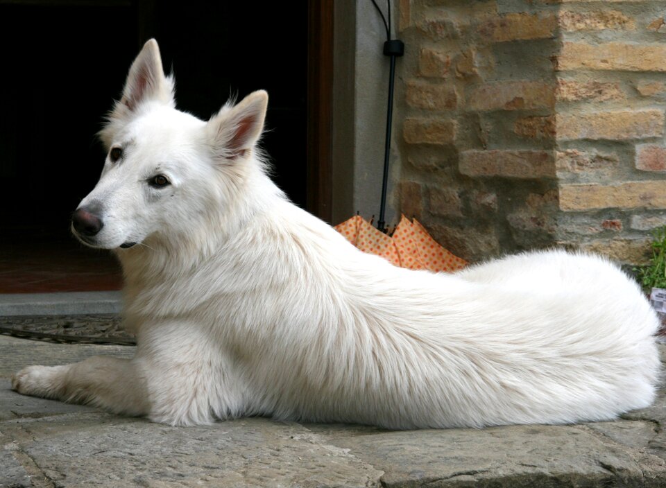 Swiss shepherd dog dog animal portrait