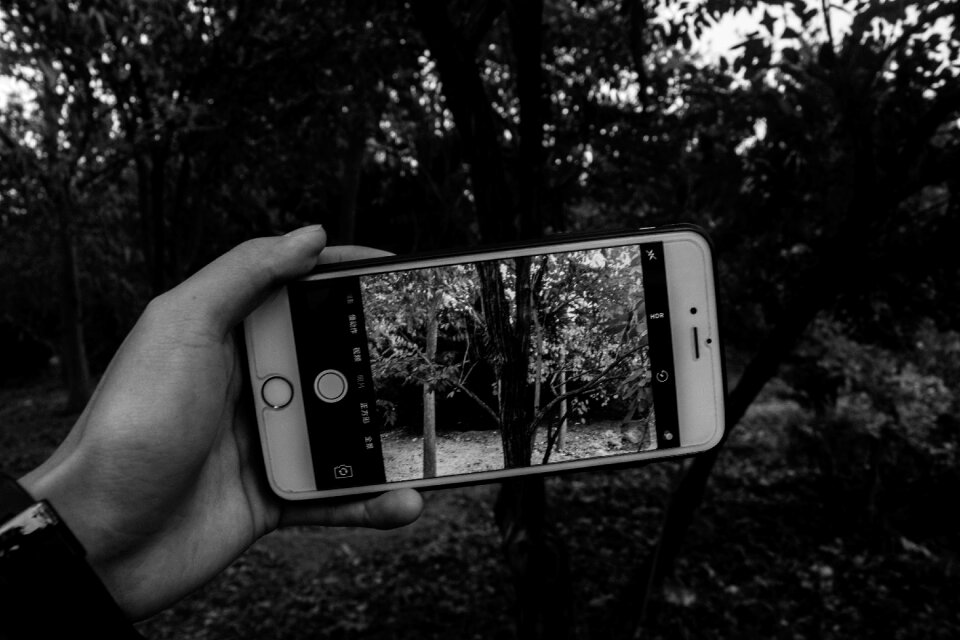 Forest dark photograph