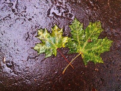Maple leaf autumn rain photo
