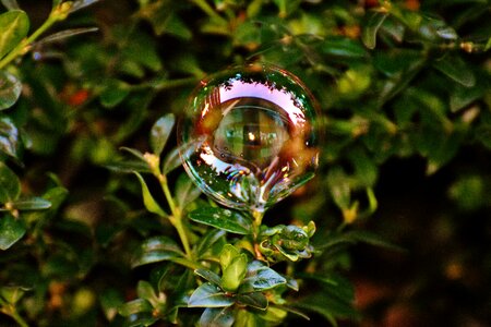 Buxus balls soapy water photo